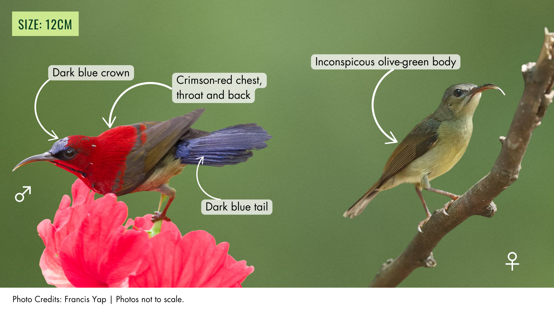 Crimson Sunbird Features